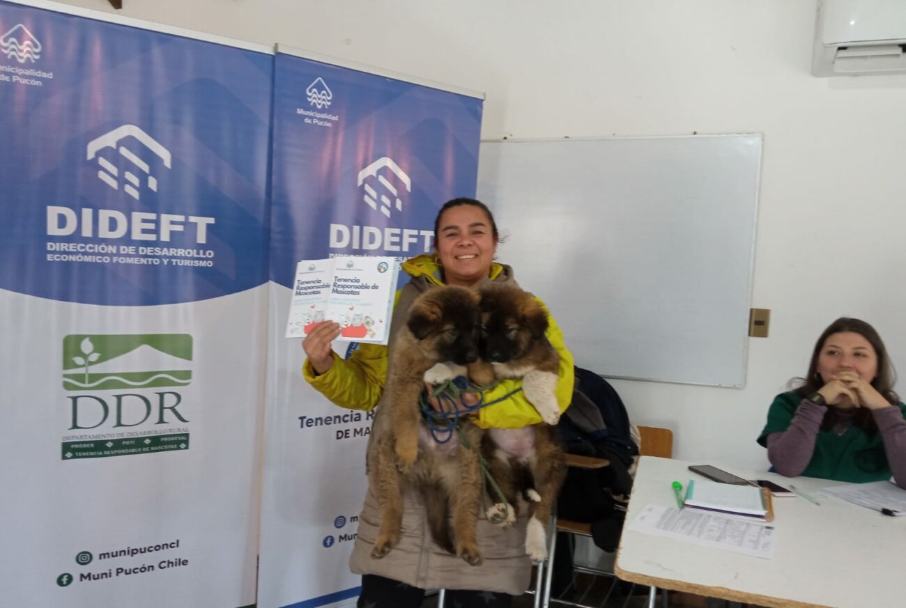 OPERATIVO DE IMPLANTACIÓN DE MICROCHIP Y DESPARASITACIÓN REALIZÓ EL PROGRAMA MASCOTA PROTEGIDA DE LA MUNICIPALIDAD DE PUCÓN