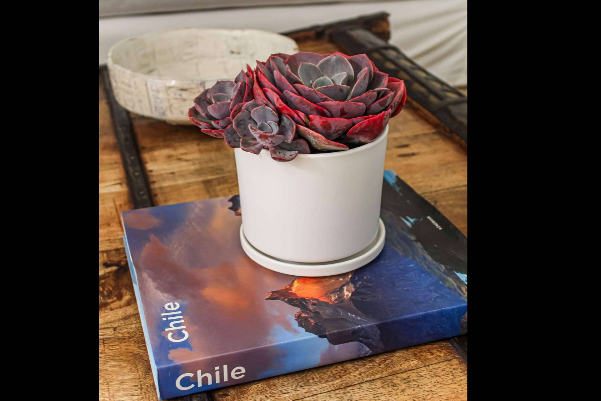 Plantas y diseño para todos los espacios, PlantMe refuerza su presencia en el mercado chileno